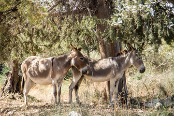 In the shadow of a tree there are two donkeys