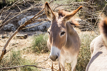 In the shadow of a tree there are two donkeys