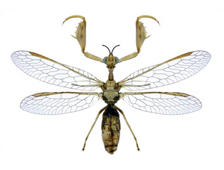 Mantispidae Mantispa styriaca on a white background