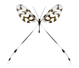 Nemopteridae Nemoptera sinuata on a white background