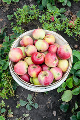 Ripe ruddy apples in a bucket in the garden. Harvested fruit harvest. The top view