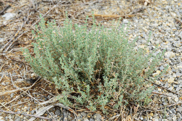 Touffe de thym dans la garrigue.