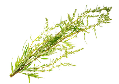 Branch of blossoming wormwood on white background