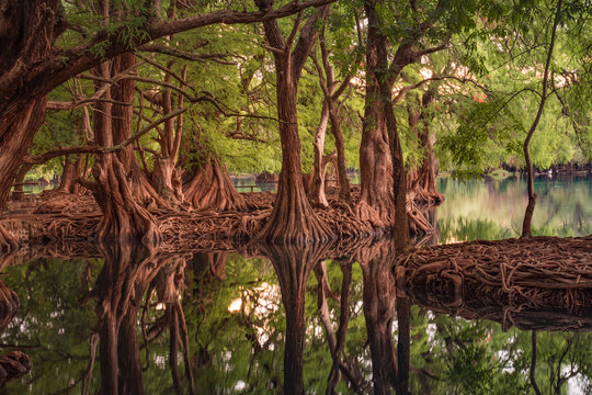 Beautiful reflection of trees at the Camecuaro Lake National Park in Michoacan, Mexico 