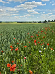 Weizenfeld mit Ackerrandstreifen aus Klatschmohn