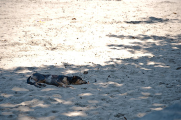 Dog Having a Beach Sleep