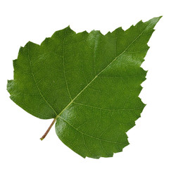 Birch leaf isolated on white background.