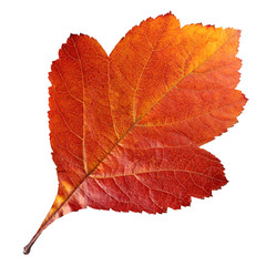autumn leaf of hawthorn berries isolated on white background. Foliage, herbarium.
