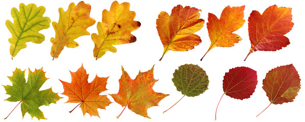 Collection of isolated autumn leaves: oak, maple, hawthorn, aspen.