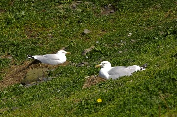 Couple de Goéland