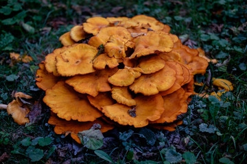 champignon02