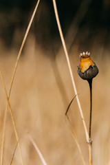  Plant (dry plant) on a yellow background