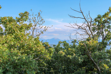 Trees Framed Mountain View