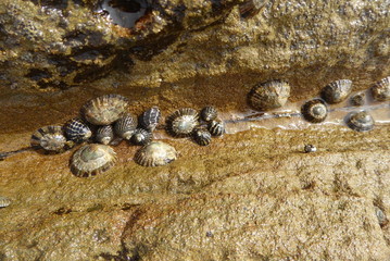 shells