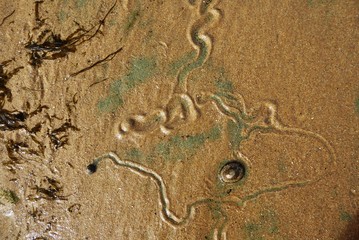 Snail trails 