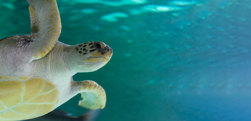 Loggerhead sea turtle Caretta caretta hovers in the water. Copy space. for text. Head close up