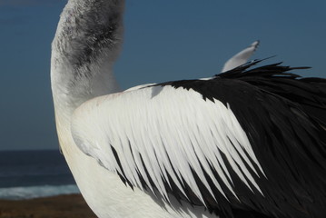 pelican feathers