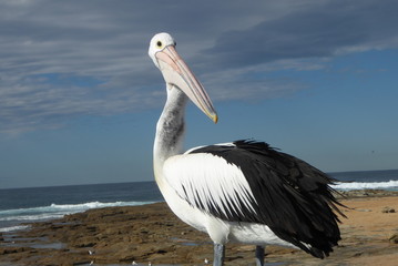 pelican