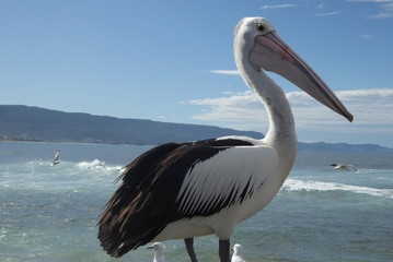 pelican