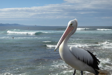 pelican