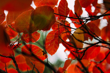  Red leaves of  scummy, autumn background