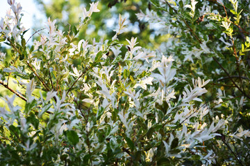 flower, purple, nature, plant, allium, garden, onion, green, spring, bloom, flora, summer, blossom, flowers, pink, macro, herb, field, chives, beautiful, beauty, closeup, botany, clover, blooming, bac