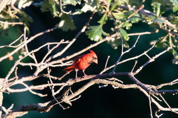 Cardinal in Sunlight