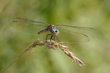 Blue Dasher dragonfly perched on a grass plant