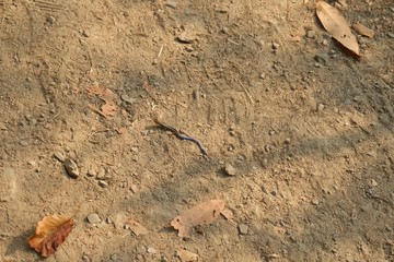 Juvenile Gilbert's Skink with blue tail. Armstrong Redwoods State Natural Reserve, California - to preserve 805 acres of coast redwoods (Sequoia sempervirens). The reserve is located in Sonoma County,