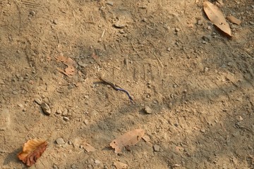 Juvenile Gilbert's Skink with blue tail. Armstrong Redwoods State Natural Reserve, California - to preserve 805 acres of coast redwoods (Sequoia sempervirens). The reserve is located in Sonoma County,