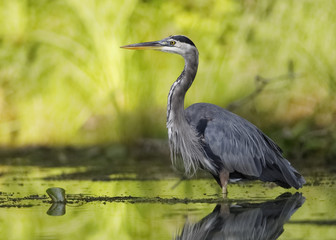 Great Blue Heron stalking its prey