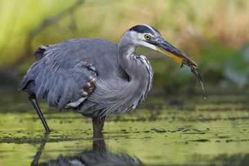 Great Blue Heron eating a green frog
