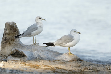 Two Ring-billed Gulls perched on a piece of driftwood