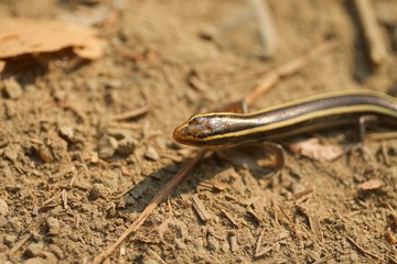 Obraz na płótnie Canvas Juvenile Gilbert's Skink with blue tail. Armstrong Redwoods State Natural Reserve, California - to preserve 805 acres of coast redwoods (Sequoia sempervirens). The reserve is located in Sonoma County,