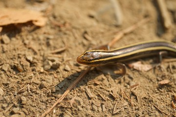 Juvenile Gilbert's Skink with blue tail. Armstrong Redwoods State Natural Reserve, California - to preserve 805 acres of coast redwoods (Sequoia sempervirens). The reserve is located in Sonoma County,
