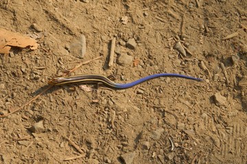 Juvenile Gilbert's Skink with blue tail. Armstrong Redwoods State Natural Reserve, California - to preserve 805 acres of coast redwoods (Sequoia sempervirens). The reserve is located in Sonoma County,