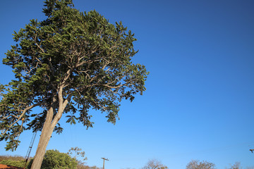 Paisagem do cerrado mato grosso