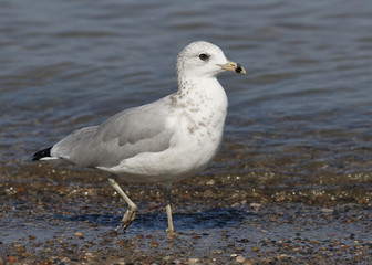 Ring-billed Gull foraging on a Lake Huron beach