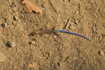 Juvenile Gilbert's Skink with blue tail. Armstrong Redwoods State Natural Reserve, California - to preserve 805 acres of coast redwoods (Sequoia sempervirens). The reserve is located in Sonoma County,