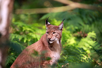 Luchs sitzend