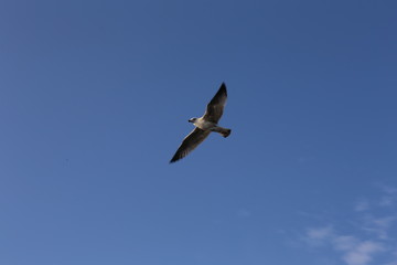 gull