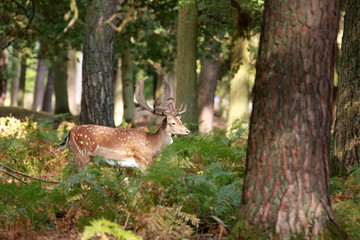 Hirsch im Sonnenuntergang