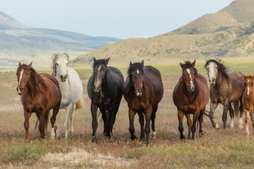 Fototapeta na wymiar Beautiful Wild Horses in Utah in Summer