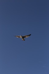 gull