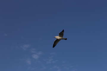 gull