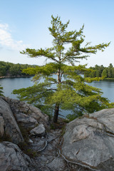 Landscape: tree, lake, rock
