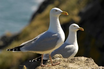 Couple de goélands
