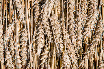 Wheat background