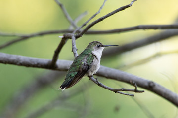 Little Hummingbird
