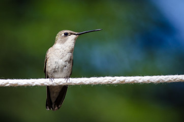 Fototapeta premium Black-Chinned Hummingbird Perched on a Piece of White Clothesline